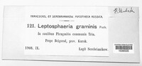Leptosphaeria graminis image